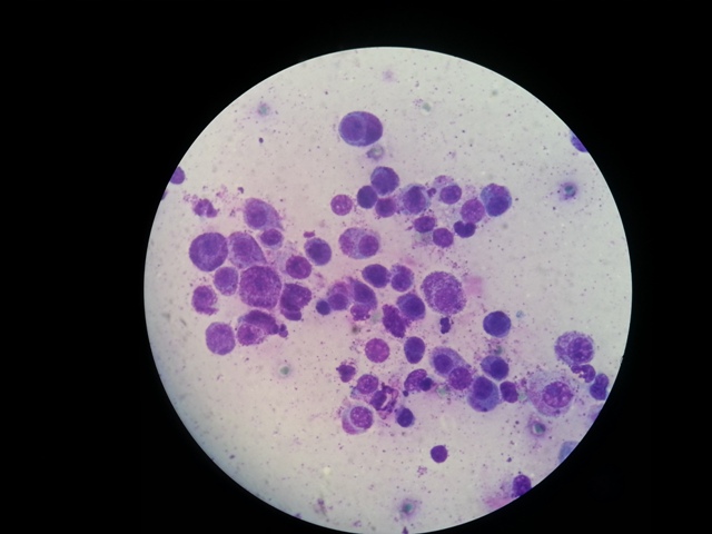 citologia_mastocitoma
